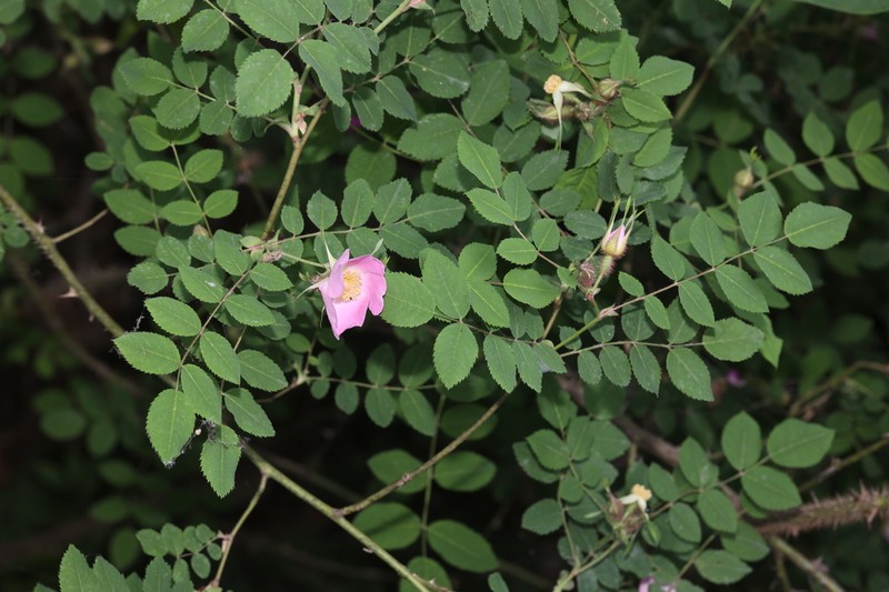 Rosa primula photo 2