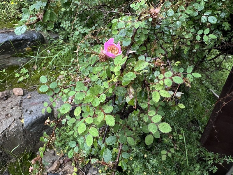 Rosa primula photo 3