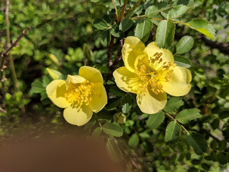 Rosa primula photo 4