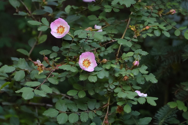 Rosa primula photo 5