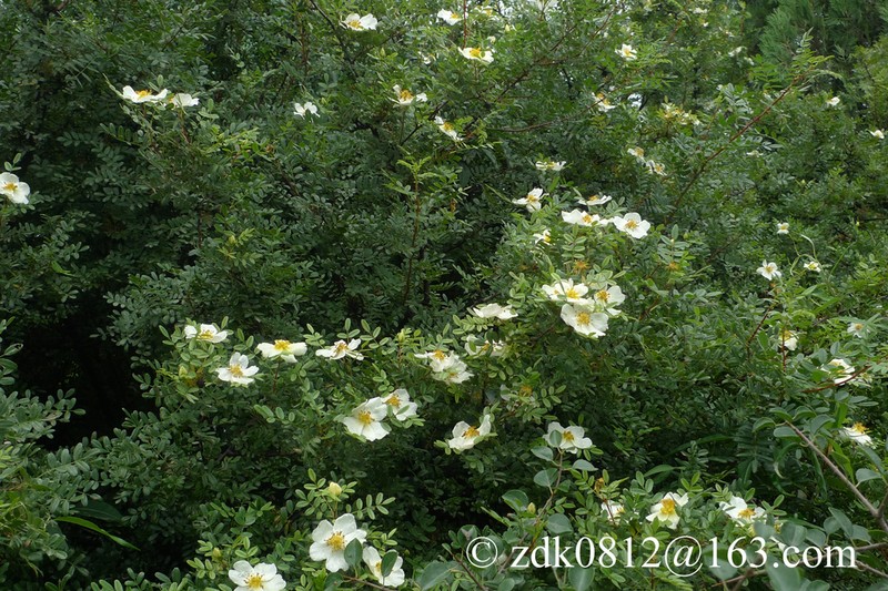 Rosa primula photo 6