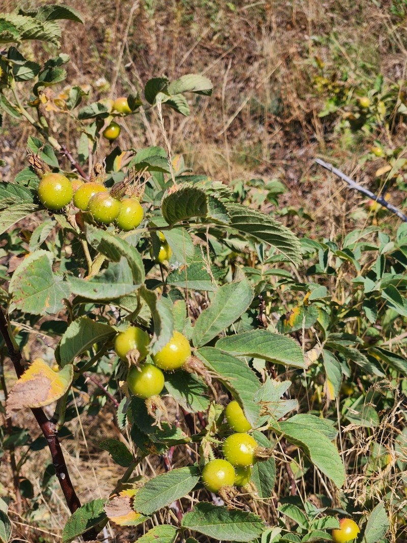 Rosa prokhanovii