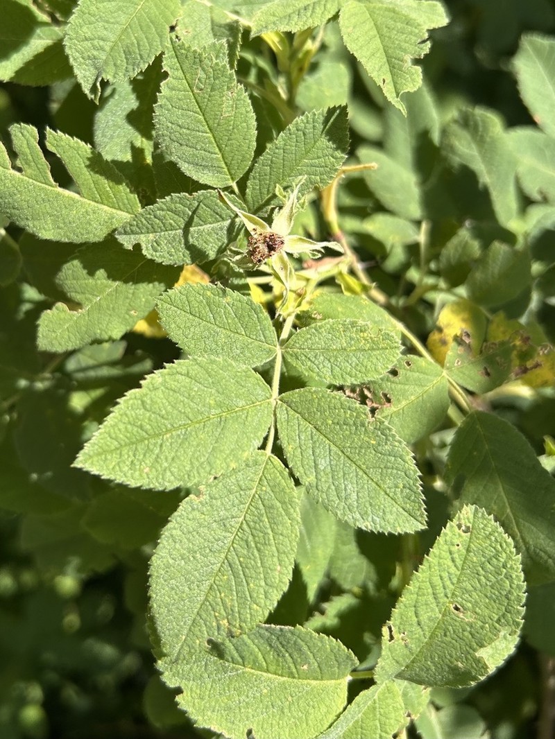 Rosa pseudoscabriuscula photo 2