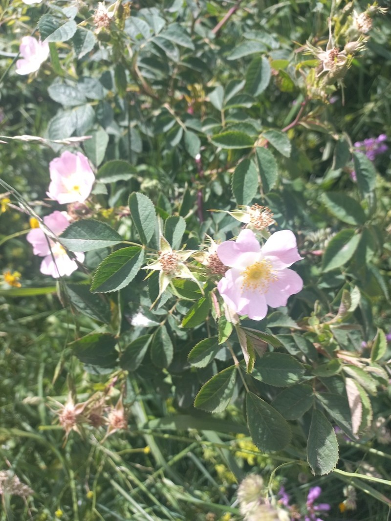 Rosa pseudoscabriuscula photo 3