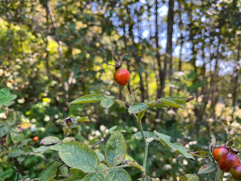 Rosa pseudoscabriuscula photo 4