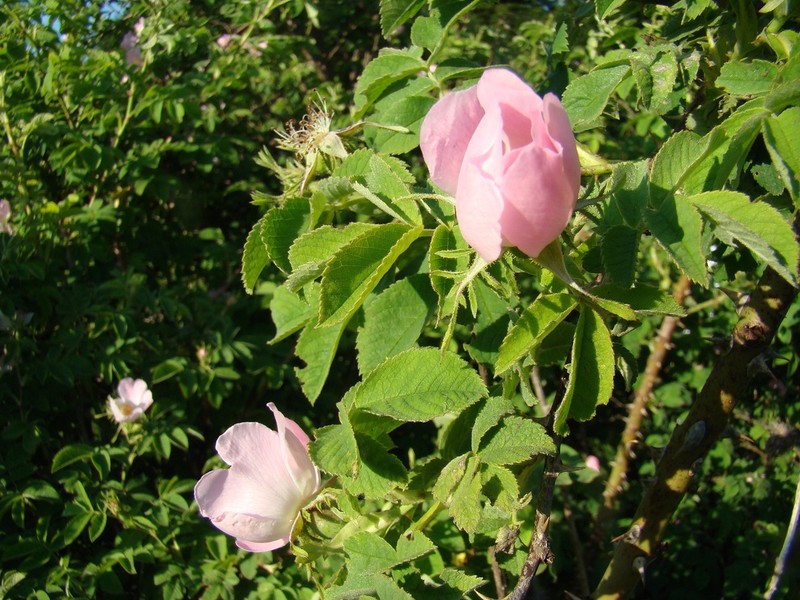 Rosa pseudoscabriuscula photo 5