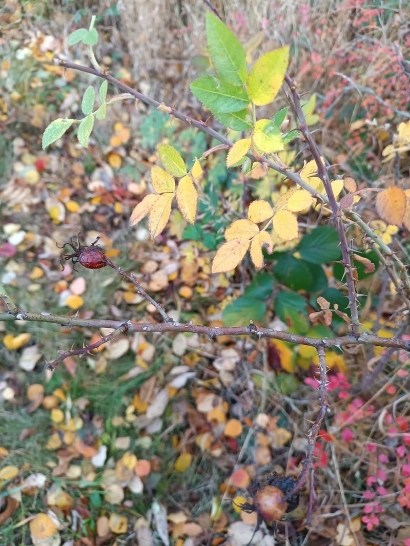 Rosa pseudoscabriuscula photo 6