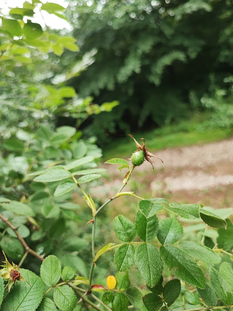 Rosa pseudoscabriuscula photo 7