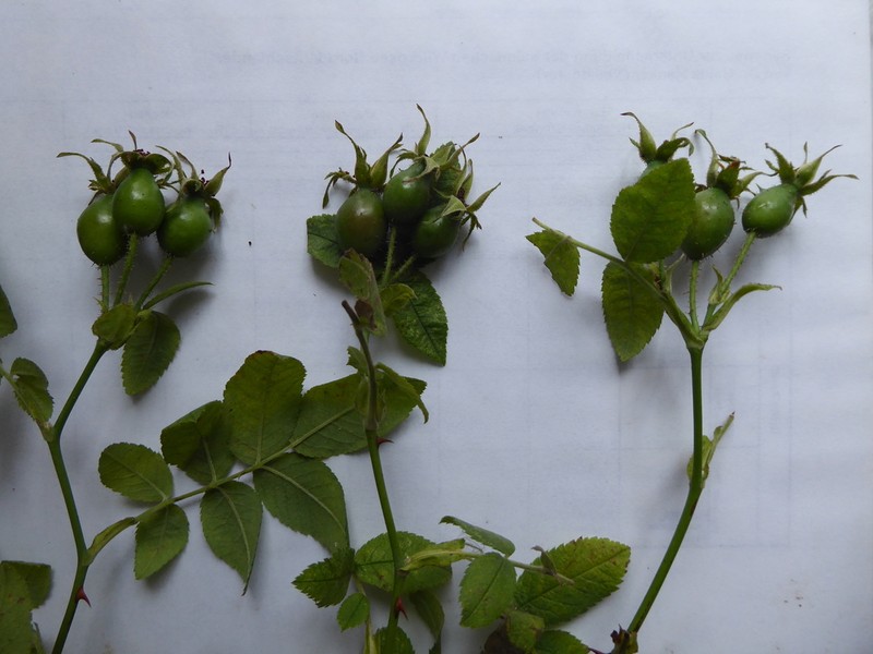Rosa pseudoscabriuscula photo 8