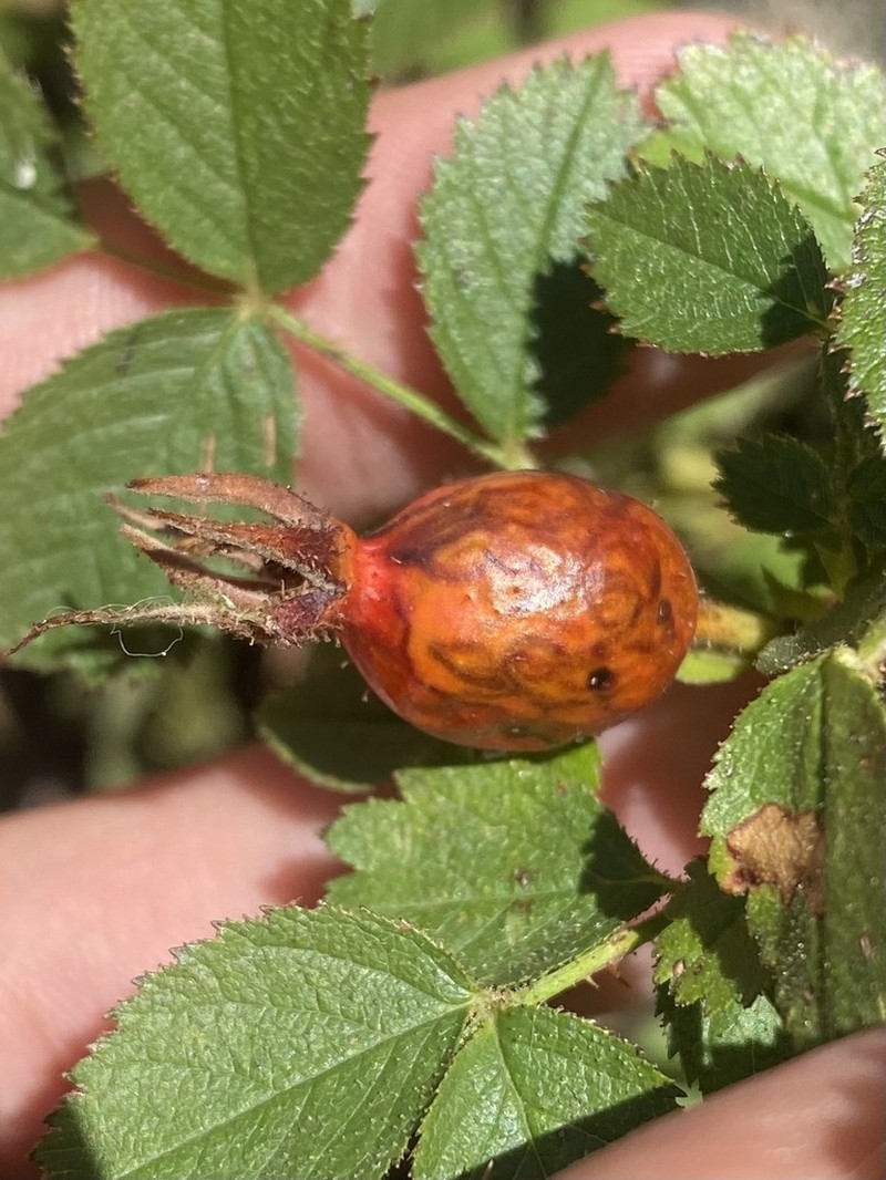 Rosa pubicaulis