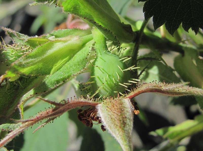 Rosa pubicaulis photo 2
