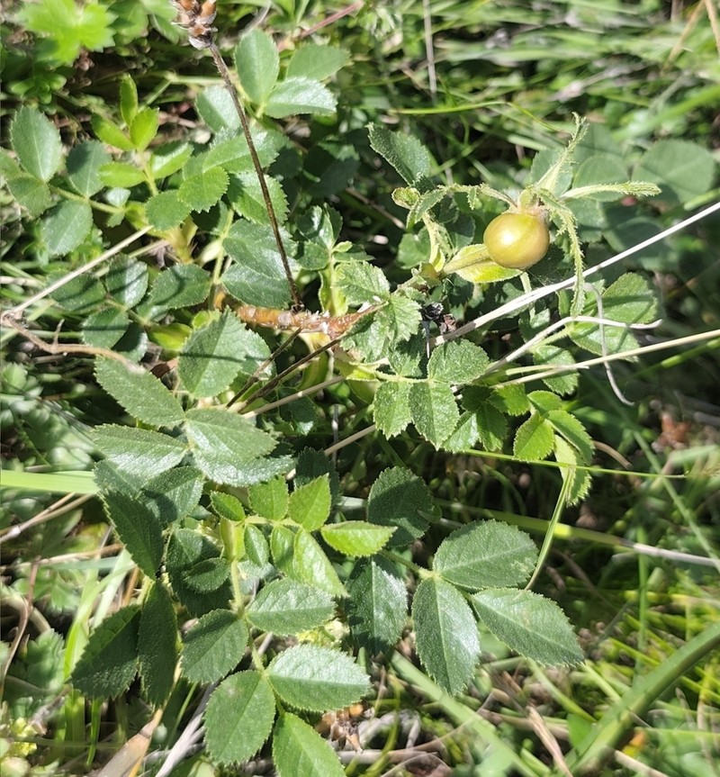 Rosa pubicaulis photo 3
