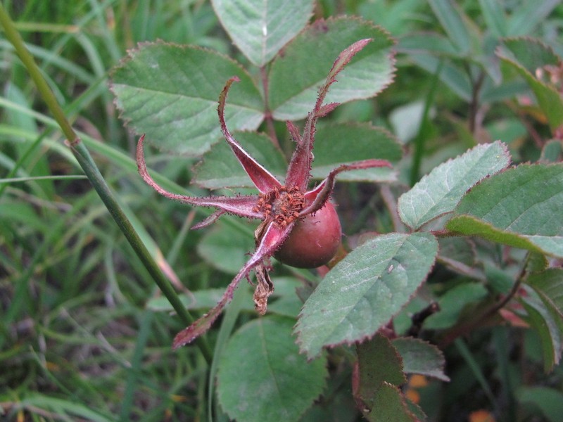 Rosa pubicaulis photo 4