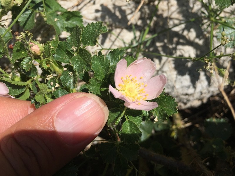 Rosa pulverulenta photo 4