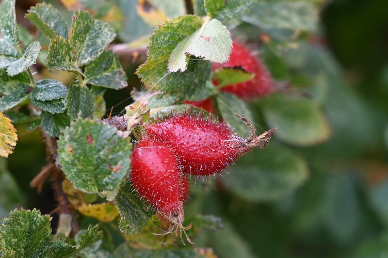 Rosa pulverulenta photo 5