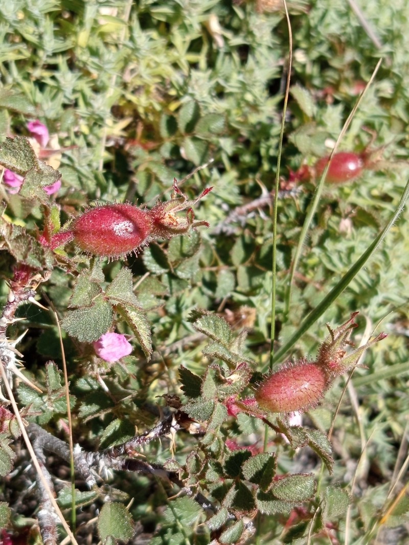 Rosa pulverulenta photo 7