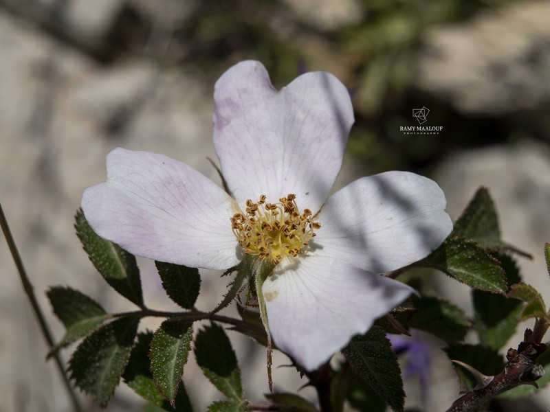 Mediterranean Rose photo 3