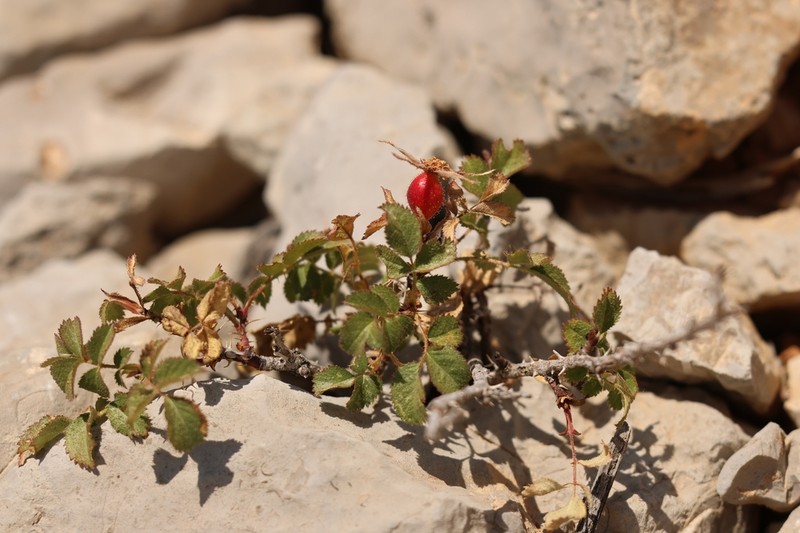 Mediterranean Rose photo 6