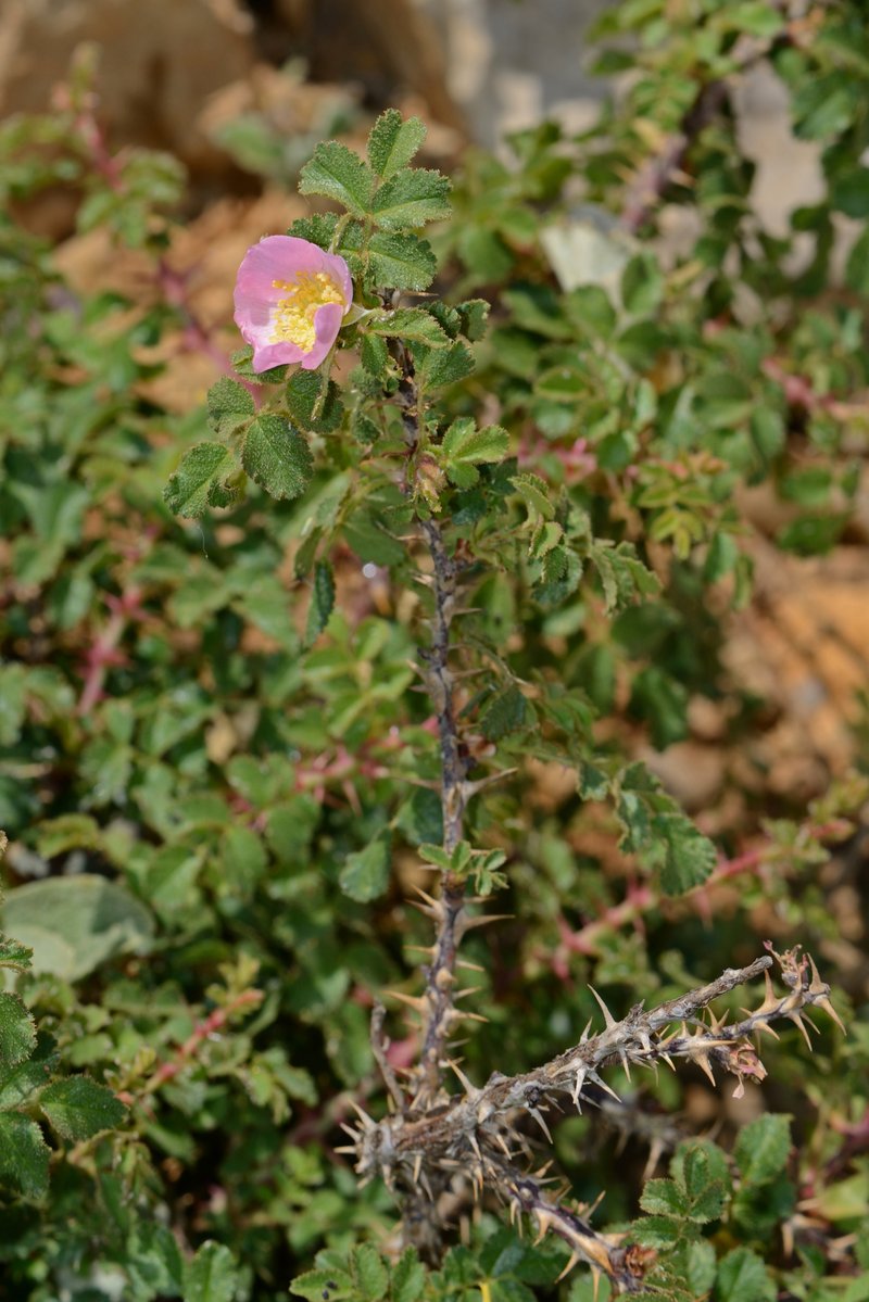 Rosa pulverulenta photo 2