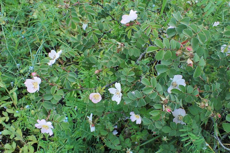 Rosa pulverulenta photo 3