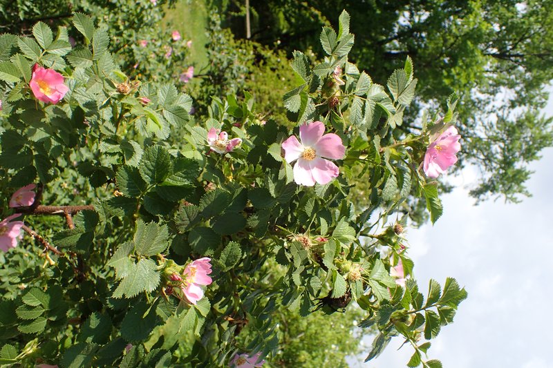 Rosa pulverulenta photo 4