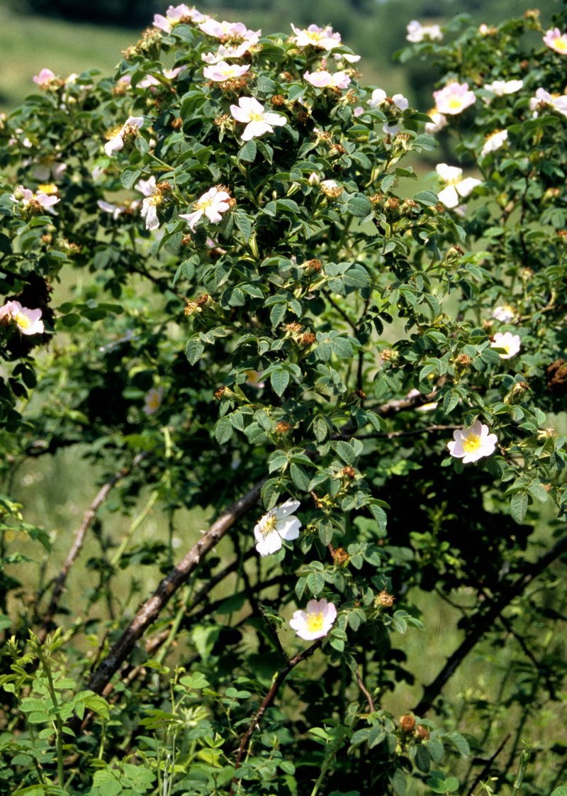 Rosa pulverulenta photo 5
