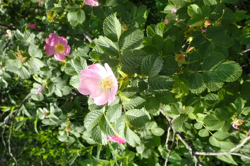 Rosa pulverulenta photo 6