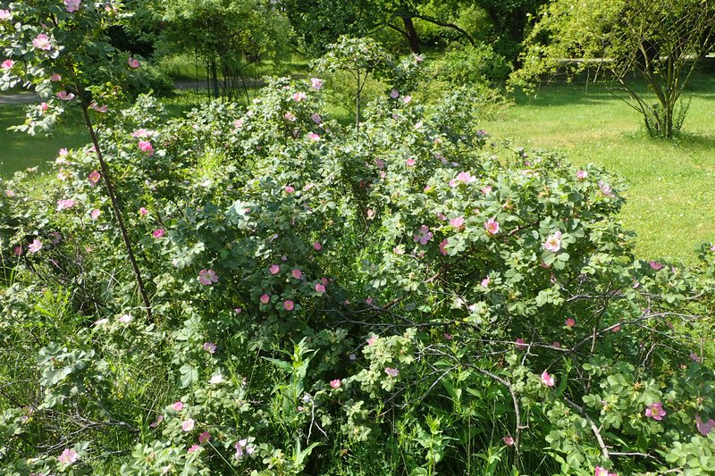 Rosa pulverulenta photo 7