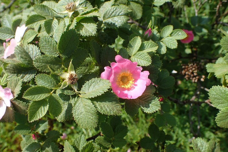 Rosa pulverulenta