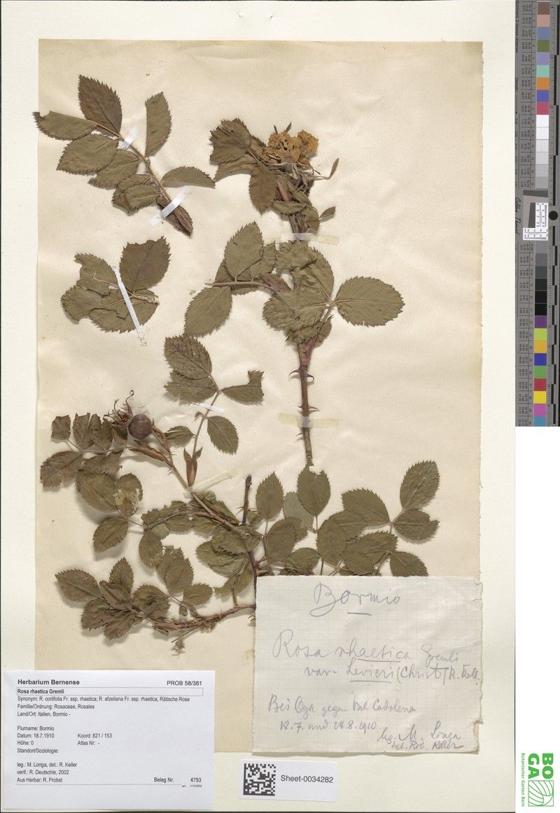 Rosa rhaetica