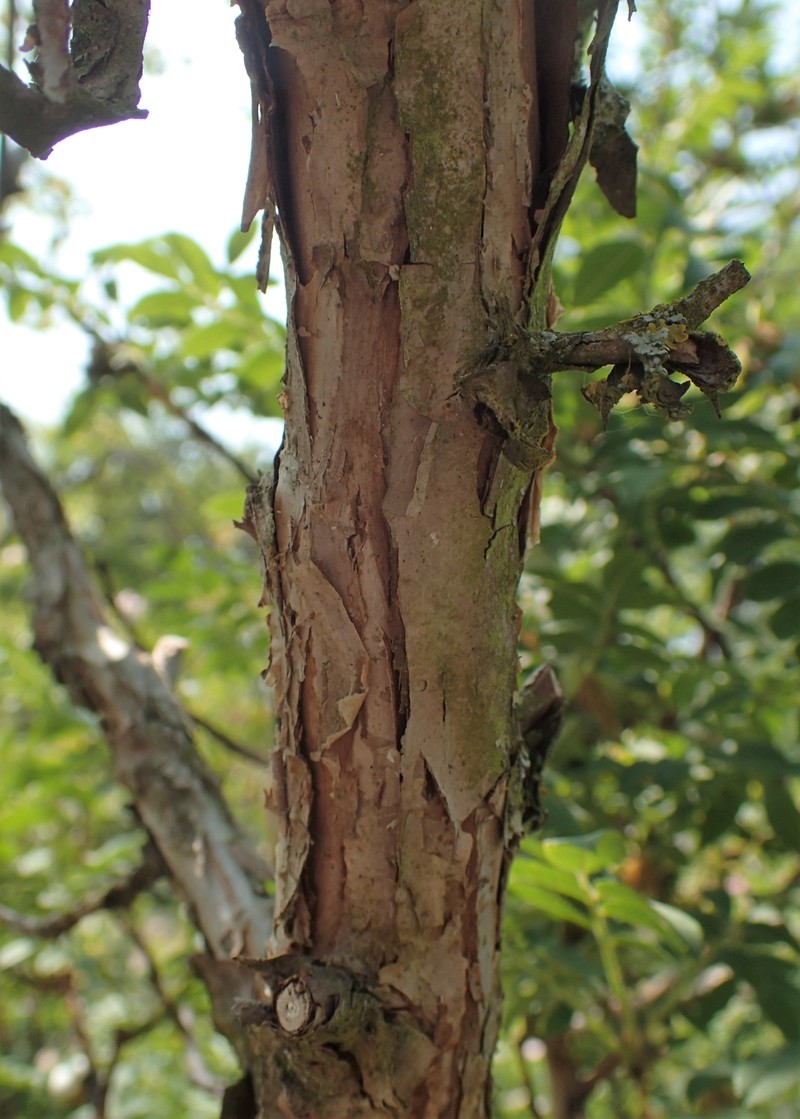 Chestnut Rose photo 6