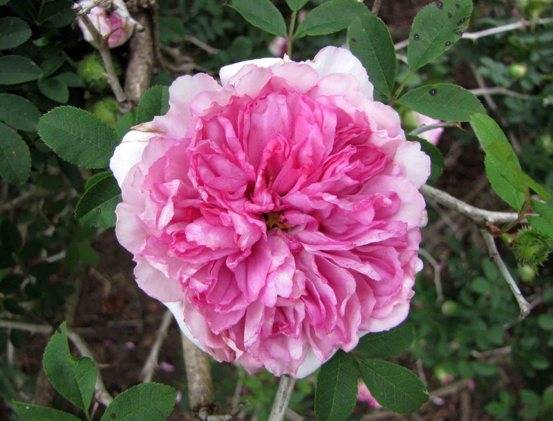 Chestnut Rose photo 7