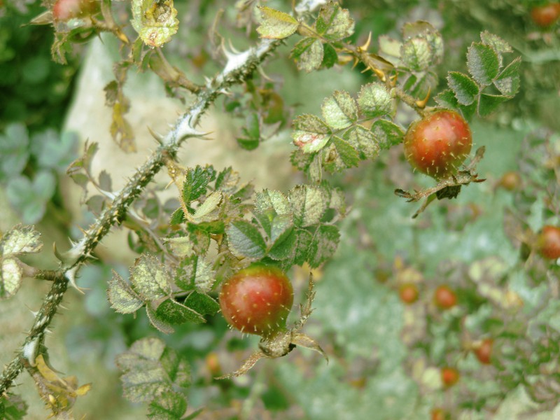 Chestnut Rose photo 2