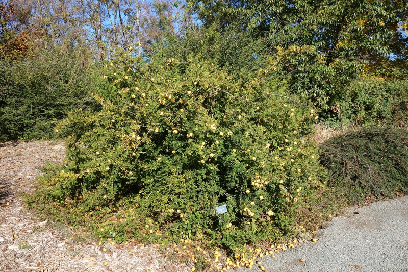 Chestnut Rose photo 3