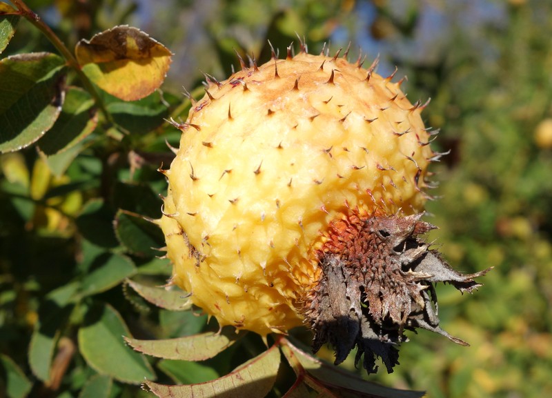 Chestnut Rose photo 4