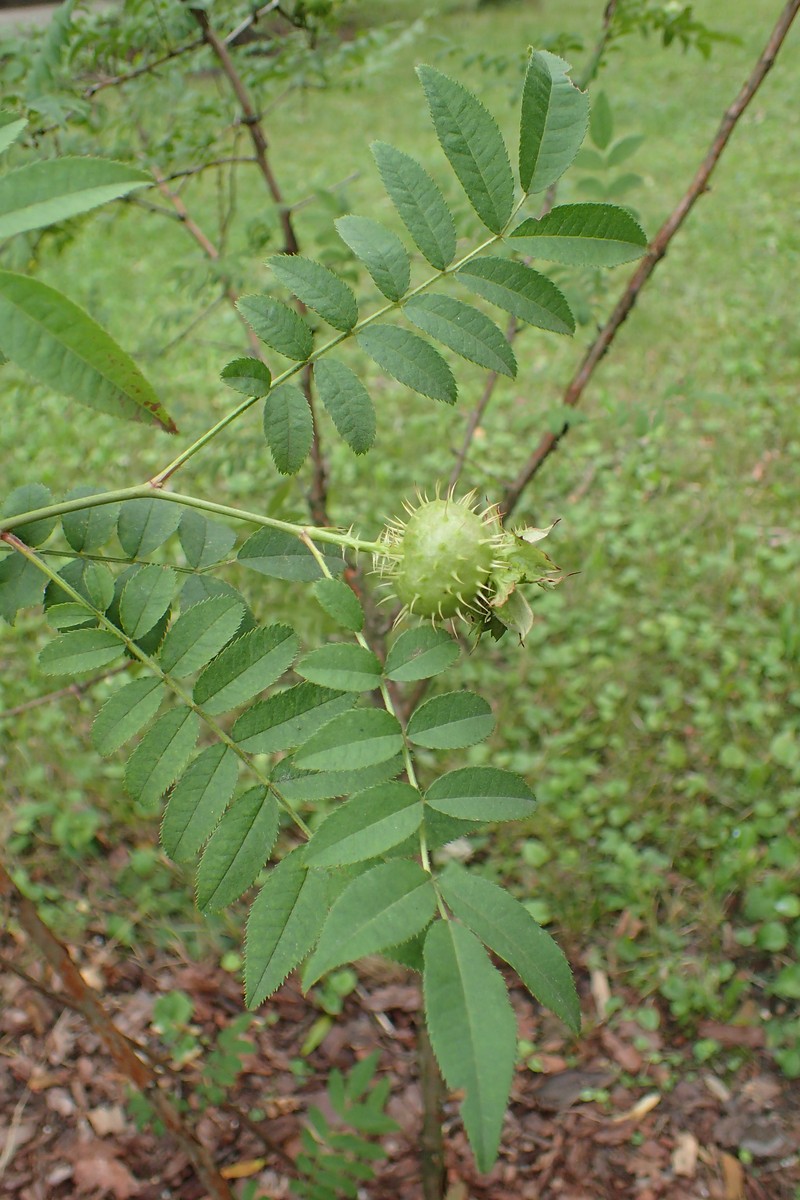 Chestnut Rose photo 5