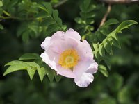 Chestnut Rose