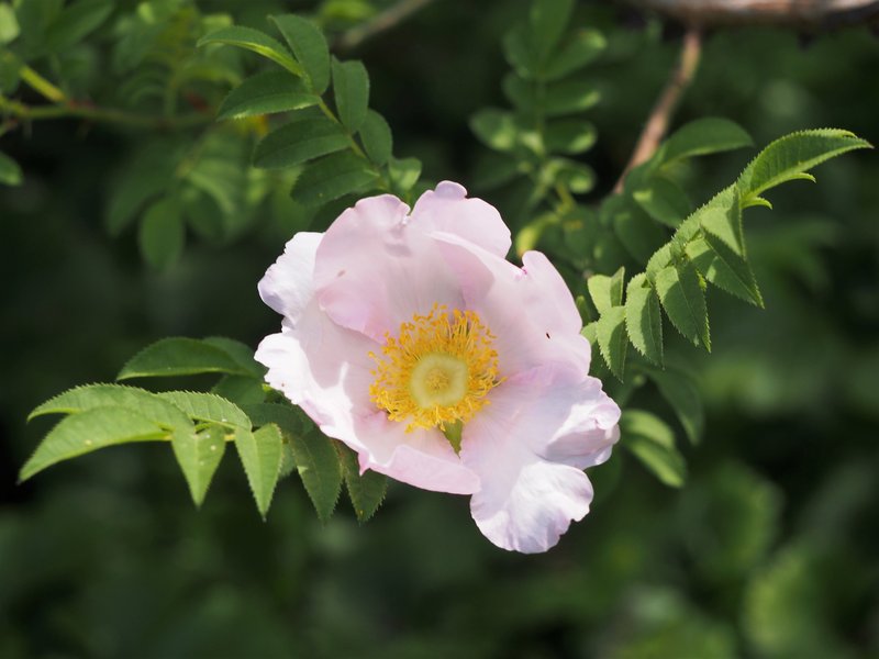 Chestnut Rose
