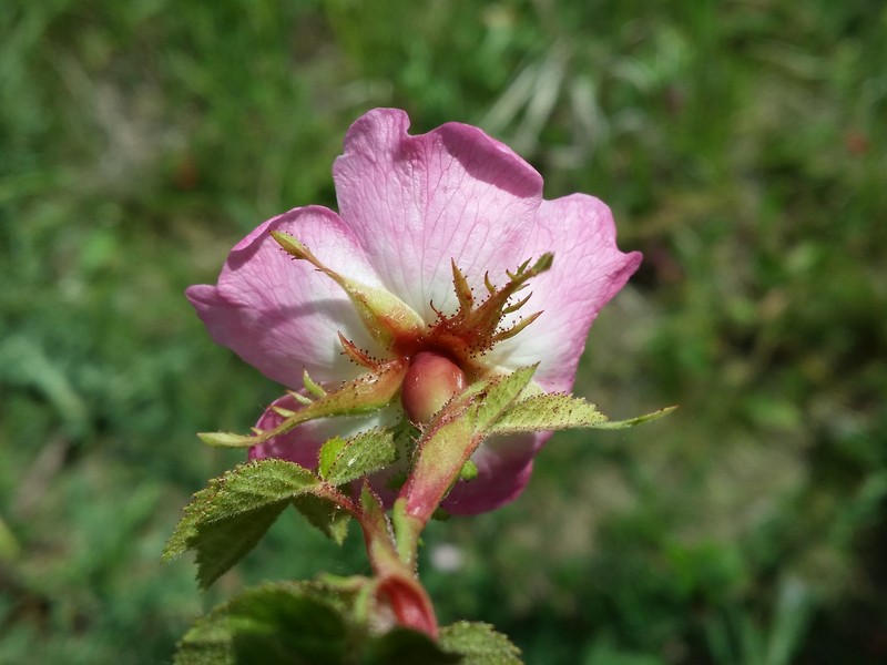 Sweetbriar Rose photo 3