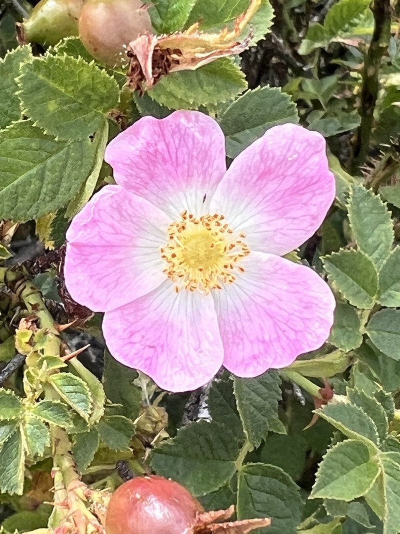 Sweetbriar Rose photo 4