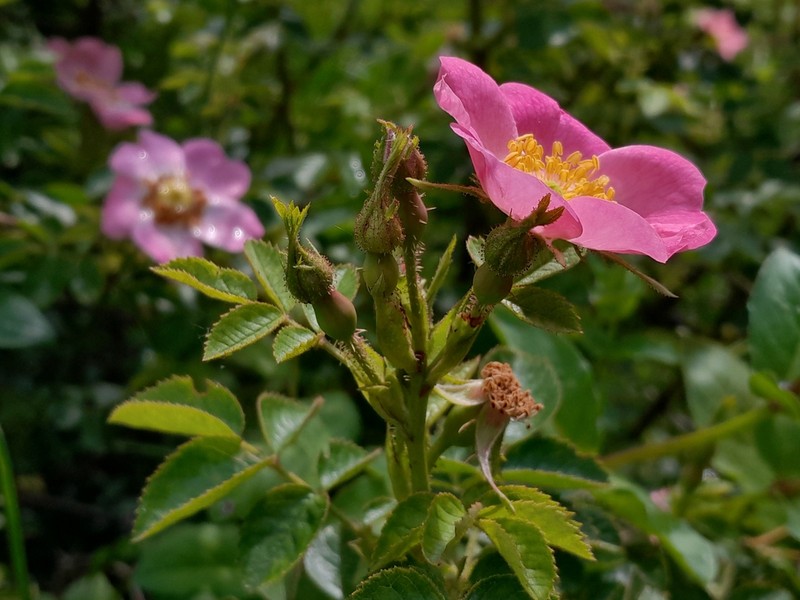 Sweetbriar Rose photo 5