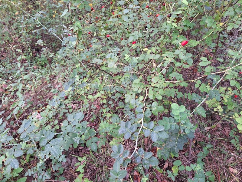 Sweetbriar Rose photo 6