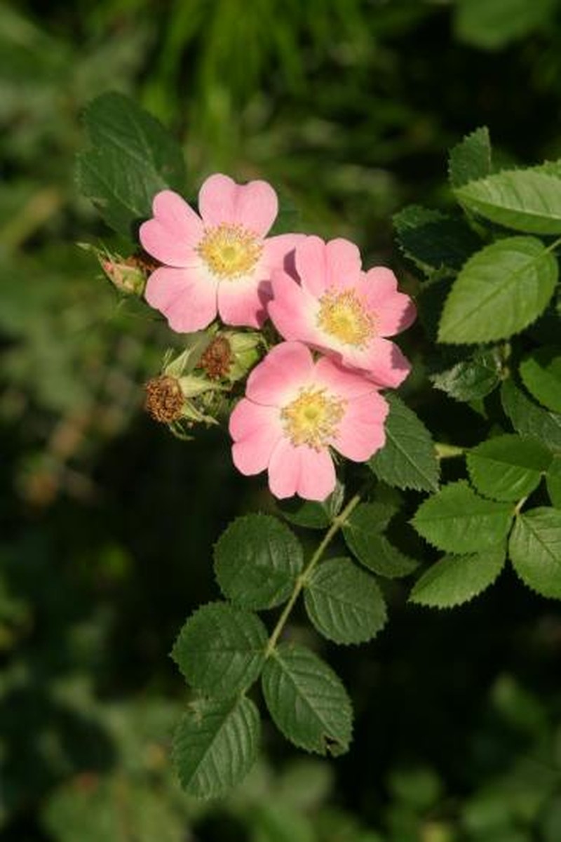 Sweetbriar Rose photo 5