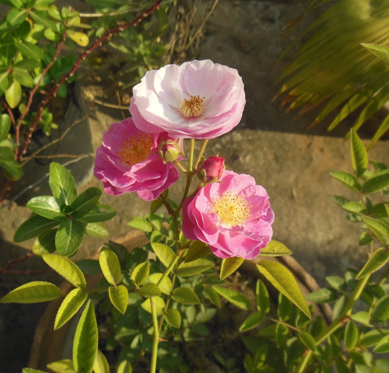 Sweetbriar Rose photo 6
