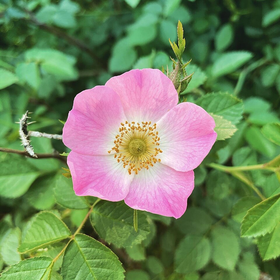 Sweetbriar Rose