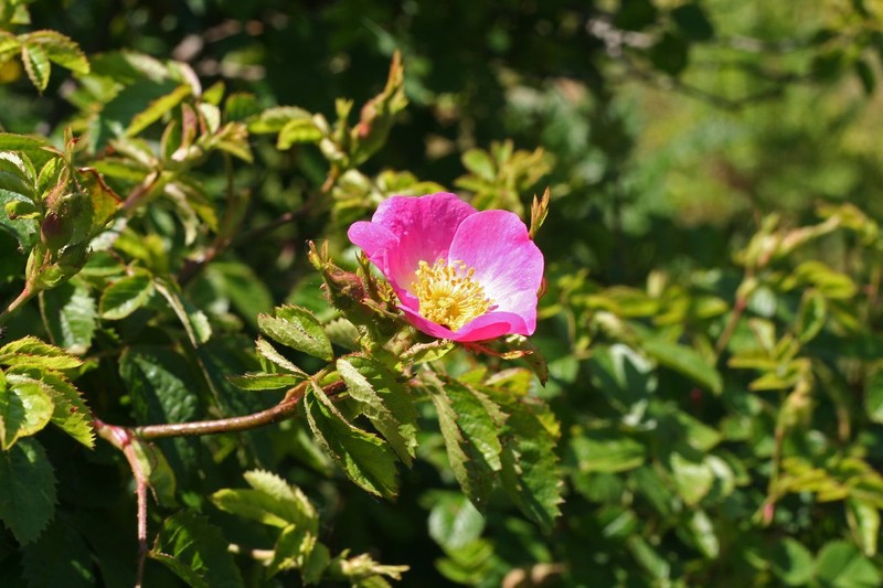 Sweetbriar Rose photo 2