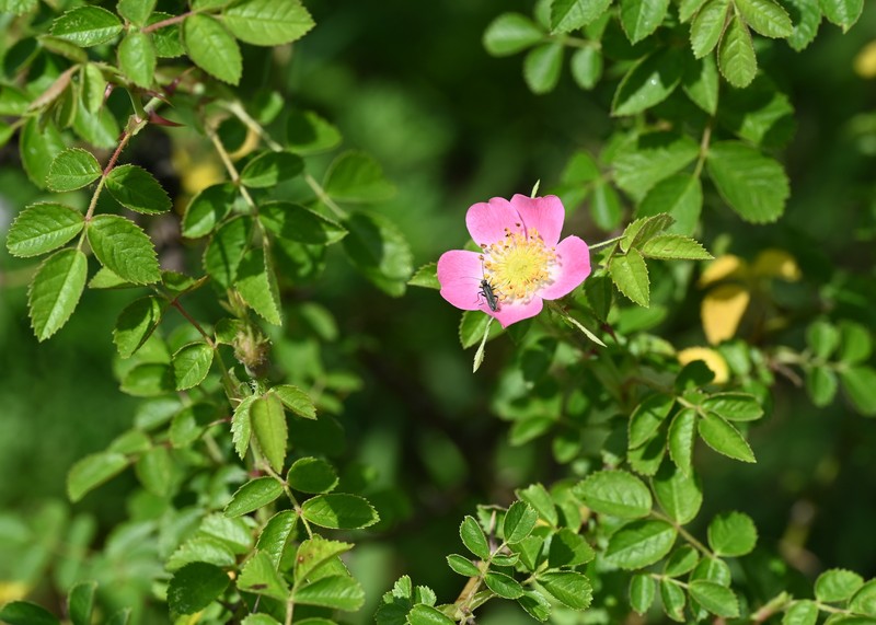 Sweetbriar Rose photo 3