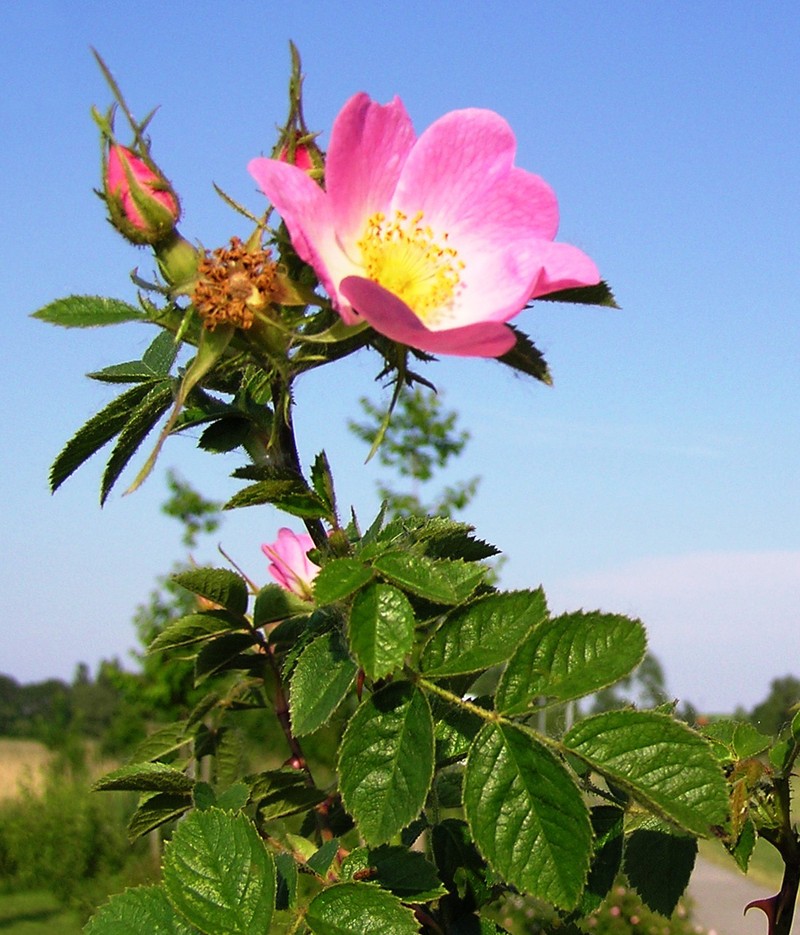 Sweetbriar Rose photo 4
