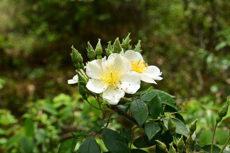 Rosa rubus