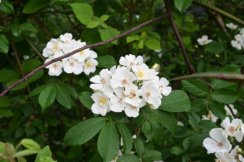 Rosa rubus photo 2